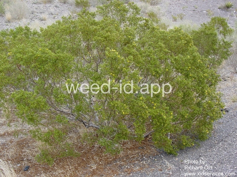 creosotebush